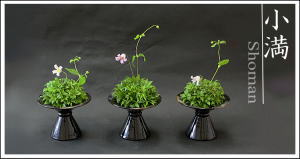 Plants: image 1 0f 6 thumb