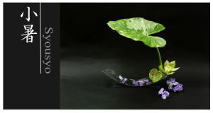 Plants: image 4 0f 6 thumb