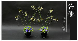 Plants: image 2 0f 6 thumb