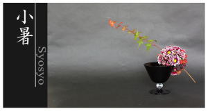 Plants: image 4 0f 6 thumb