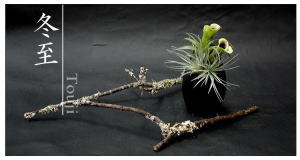 Plants: image 14 0f 6 thumb