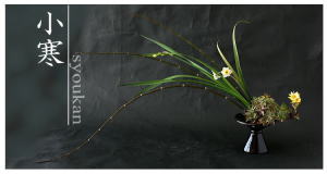 Plants: image 14 0f 6 thumb