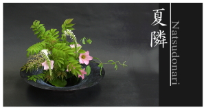 Plants: image 14 0f 6 thumb