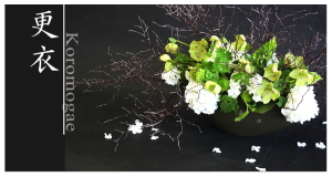 Plants: image 14 0f 6 thumb