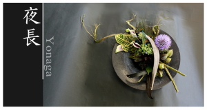 Plants: image 5 0f 6 thumb