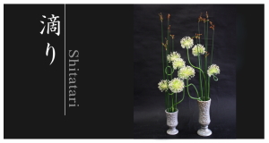 Plants: image 14 0f 6 thumb