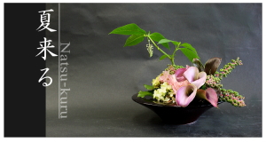 Plants: image 14 0f 6 thumb