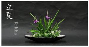 Plants: image 14 0f 6 thumb